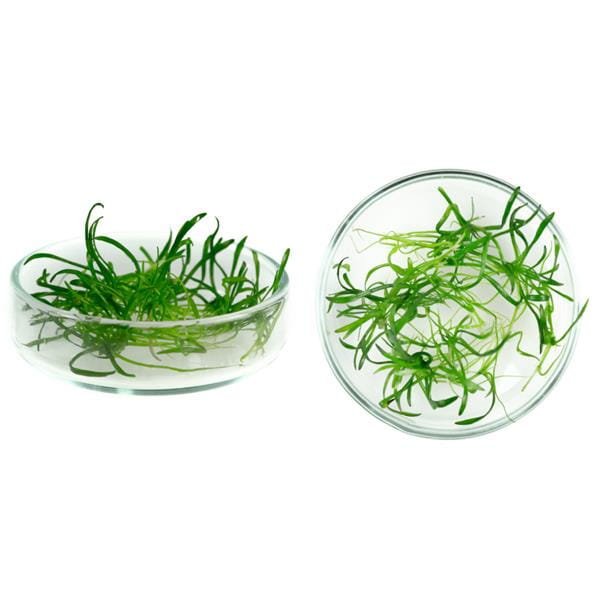 Lilaeopsis brasiliensis_2perspektywy.jpg